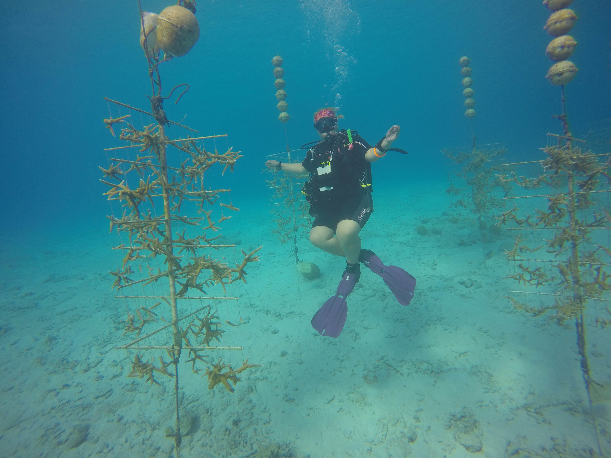 Hanging Out In the Coral Nursery!