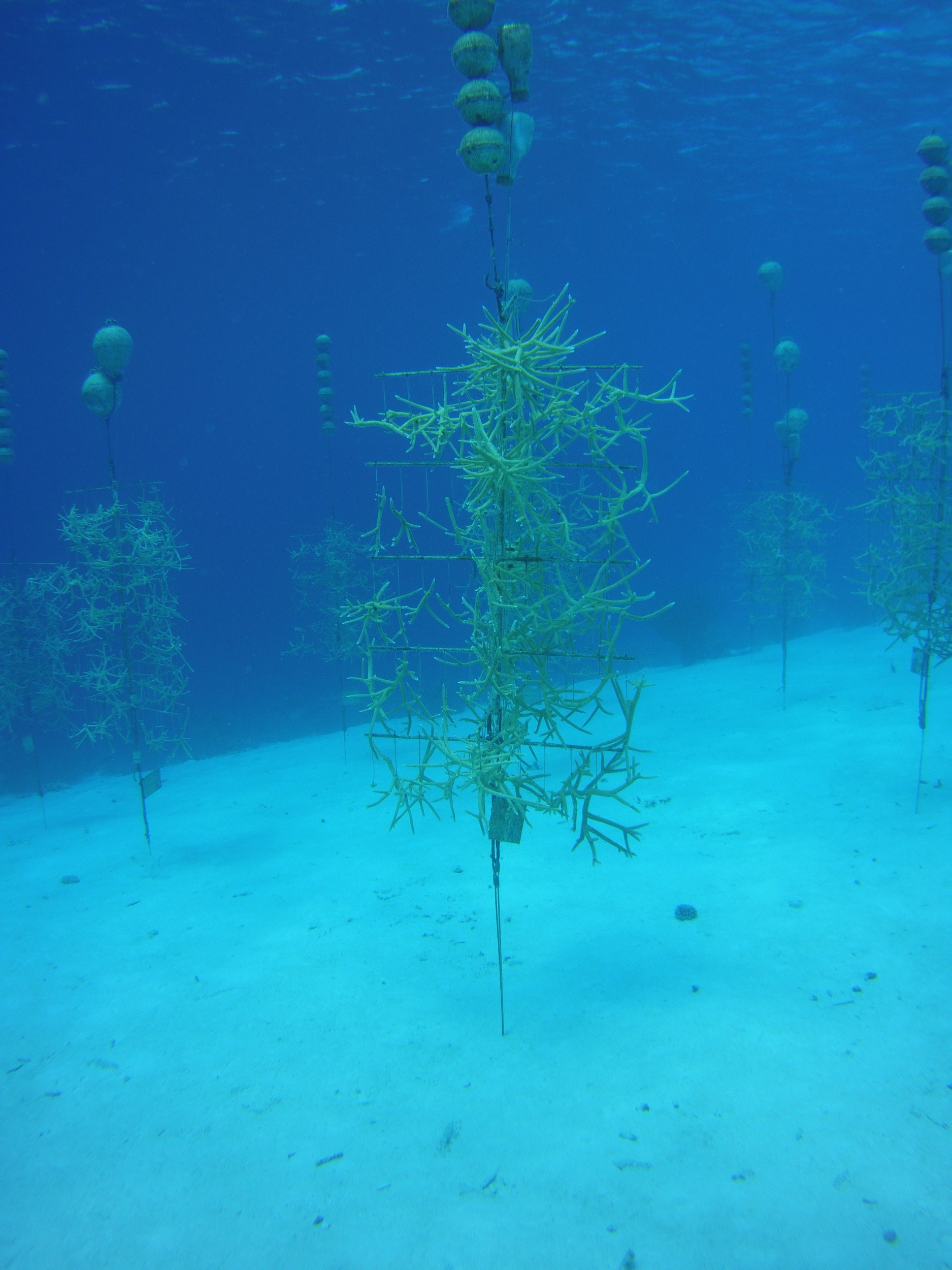 One of the Many "Trees" Of Coral