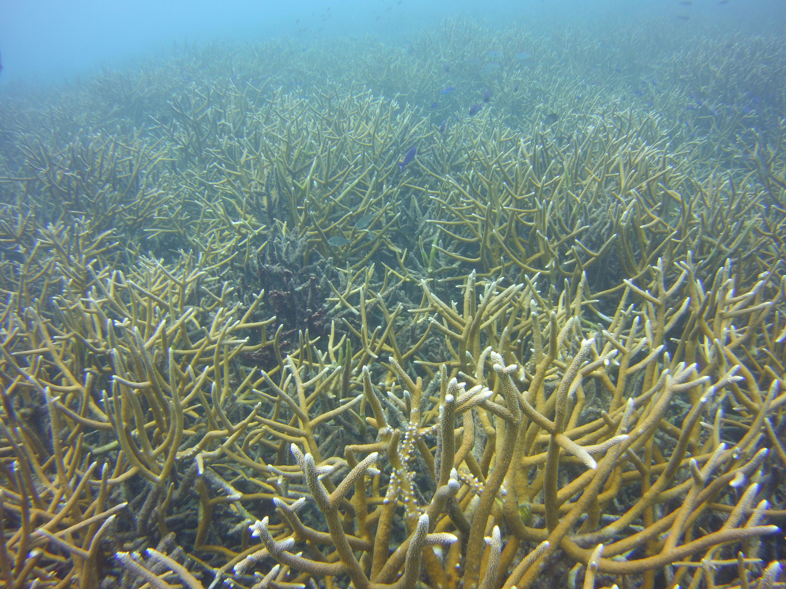 Healthy Corals, Shallow Water