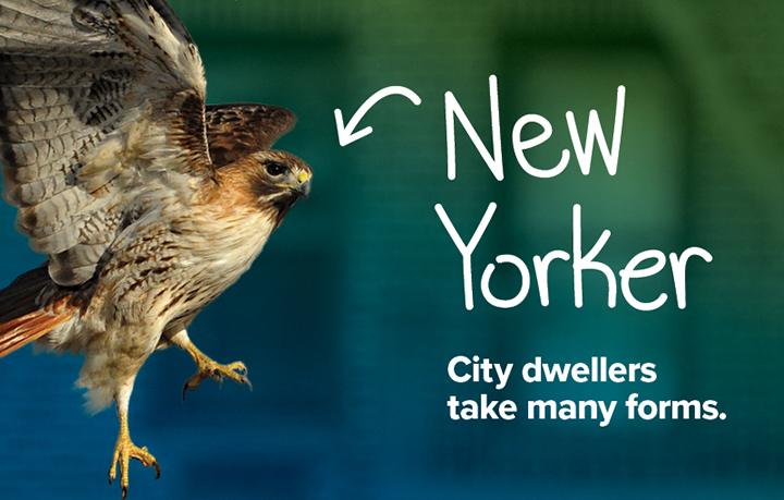 NYCP17-WildlifeNYC-SpringCampaign-Website-Hero-Image2-v2.jpg