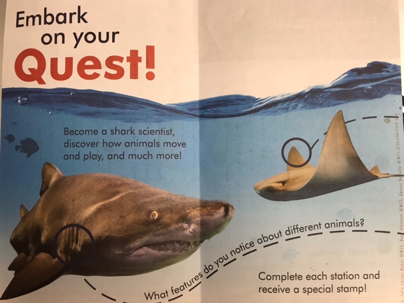 You can be a shark scientist for the day! What do you think you can learn by watching our sand tiger sharks, our sandbar sharks, and our nurse sharks? Do you think you could learn 3 differences between those sharks so you know which ones are which when they swim by to say hello in the exhibit?