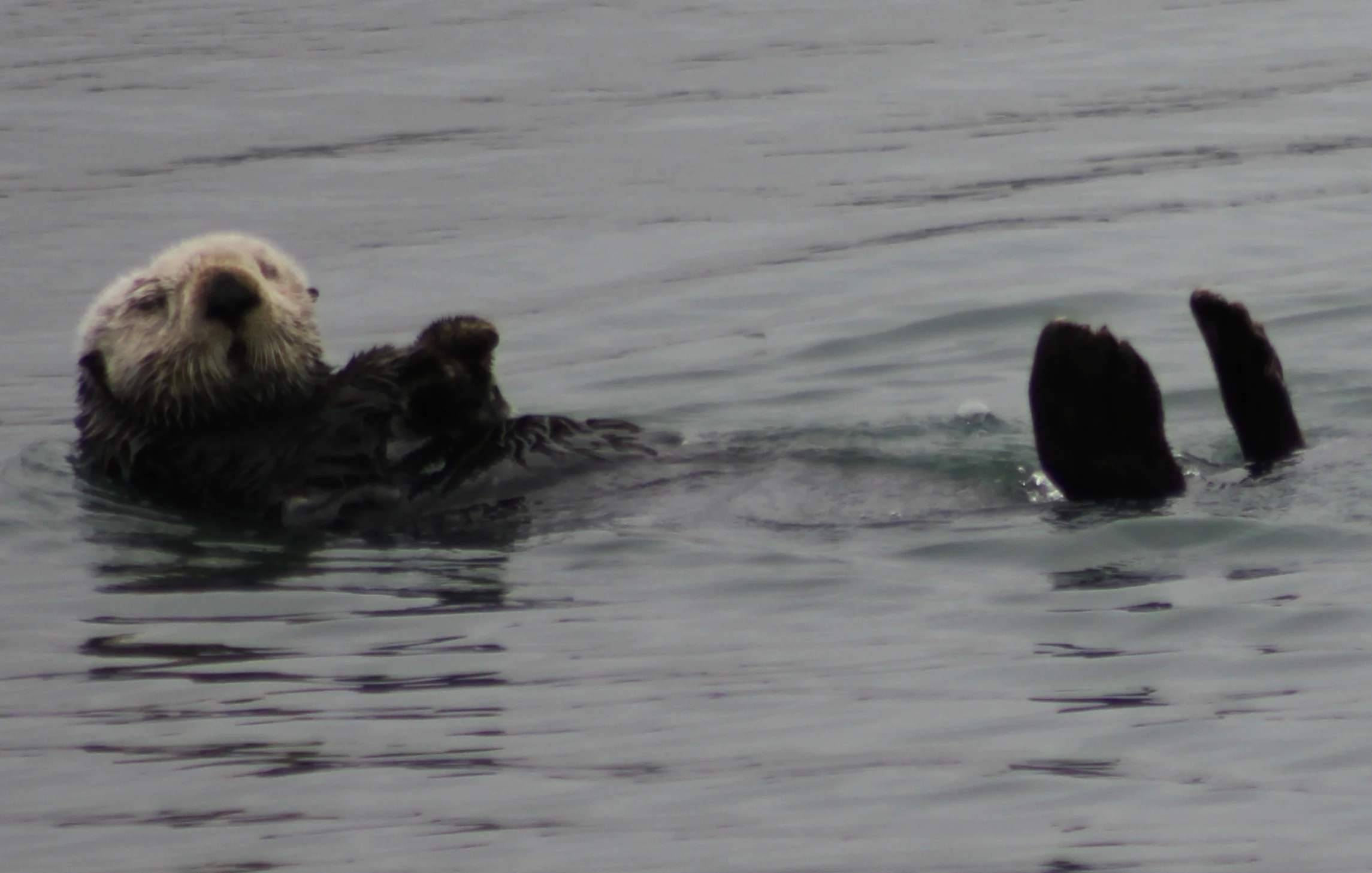Happy Otter Easter!