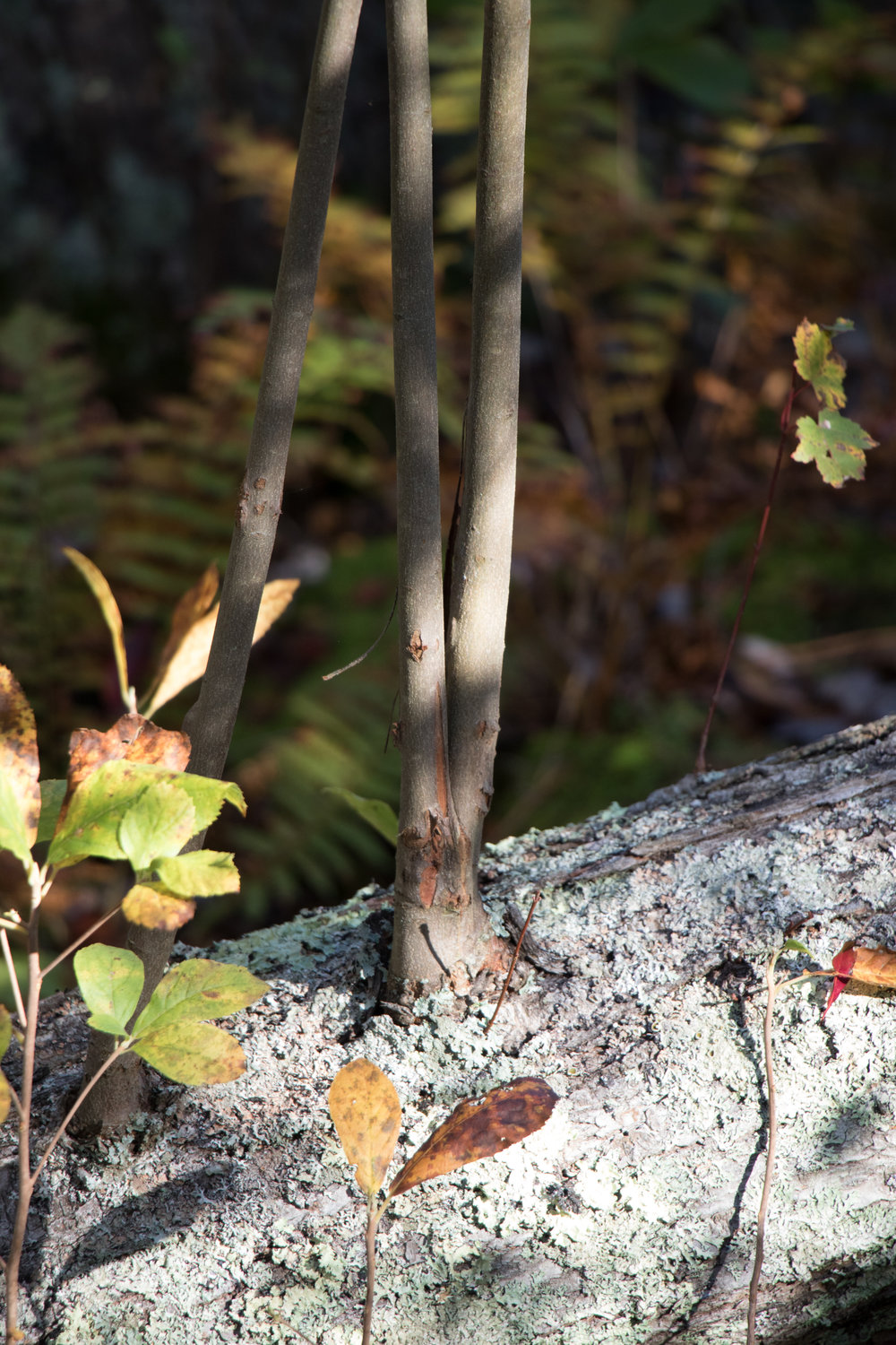 Close up of new tree growth 