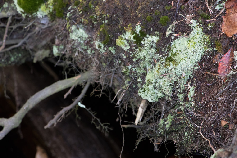 Exposed tree roots