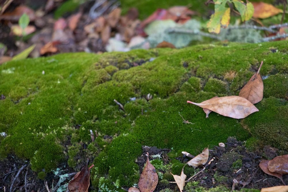 Moss growing on an old log