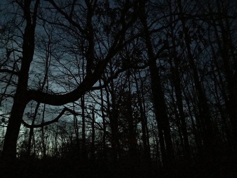 The Darkening Woods