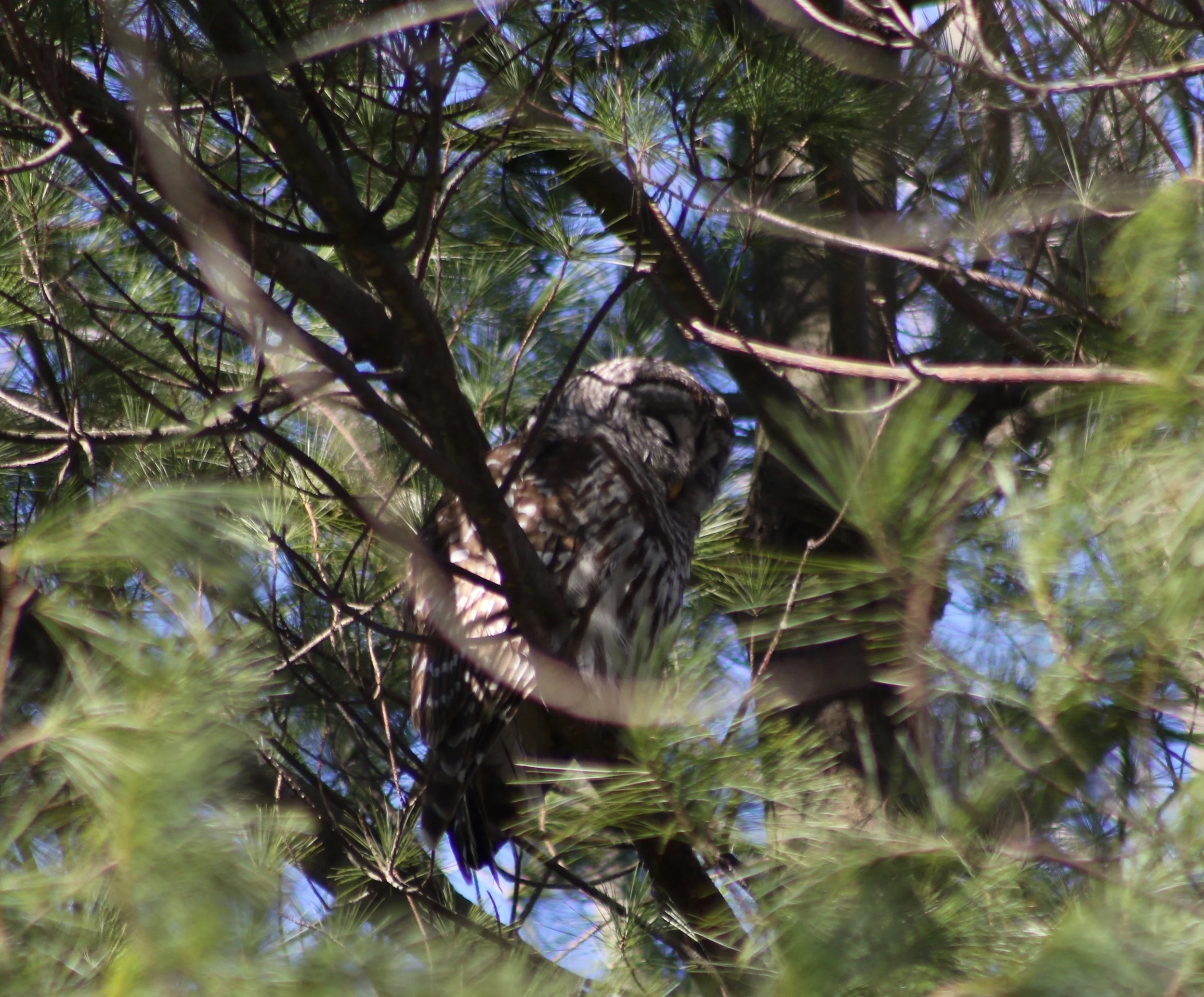 Owl, Photo Credit: Liz Summit, 2018