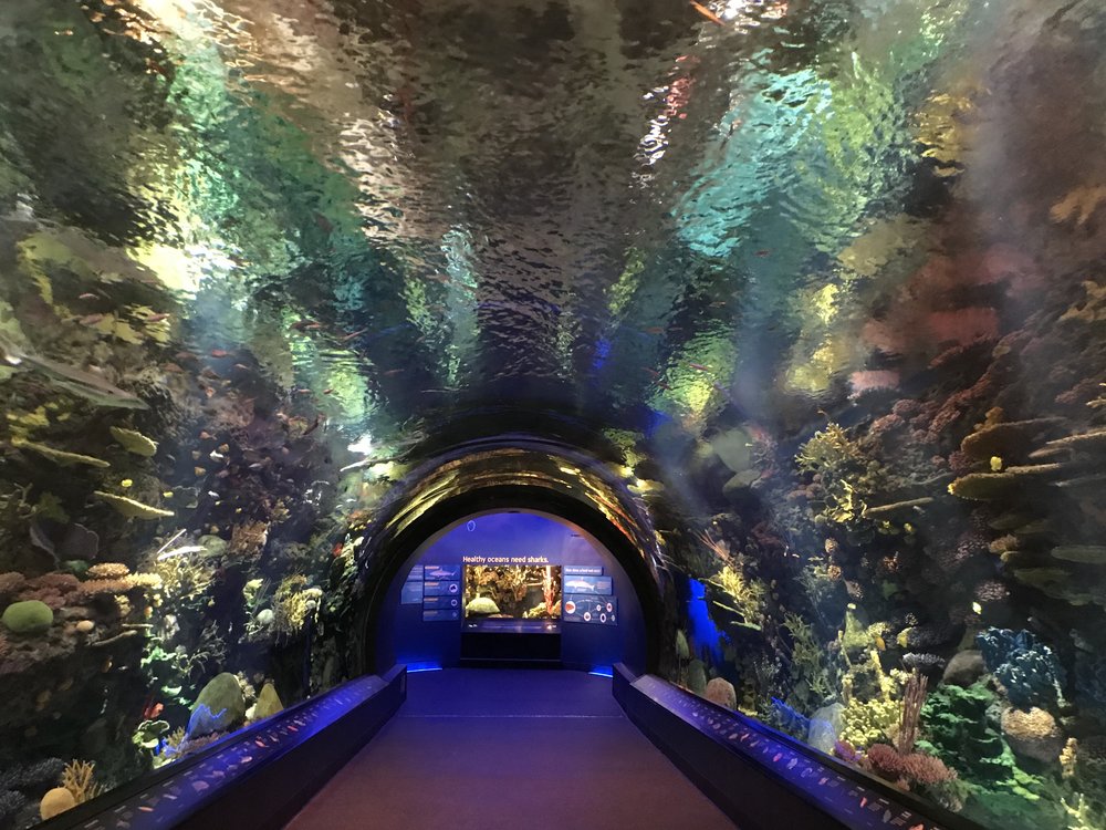 Coral Tunnel