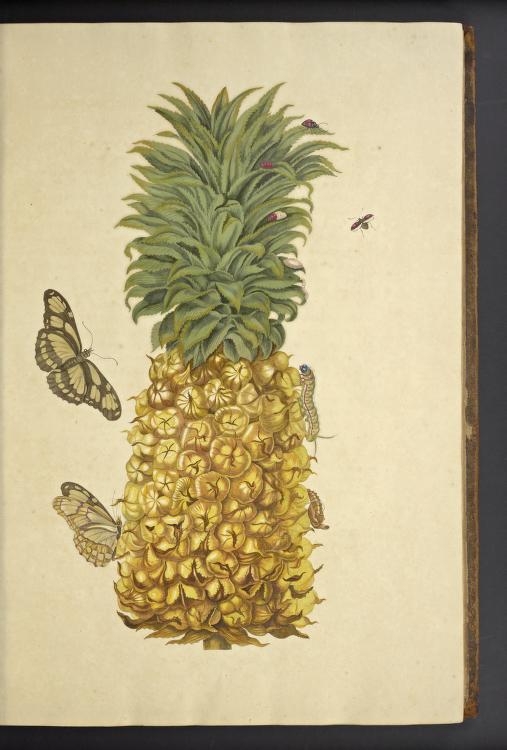 Pineapple and Scarce Bamboo Page Butterfly
