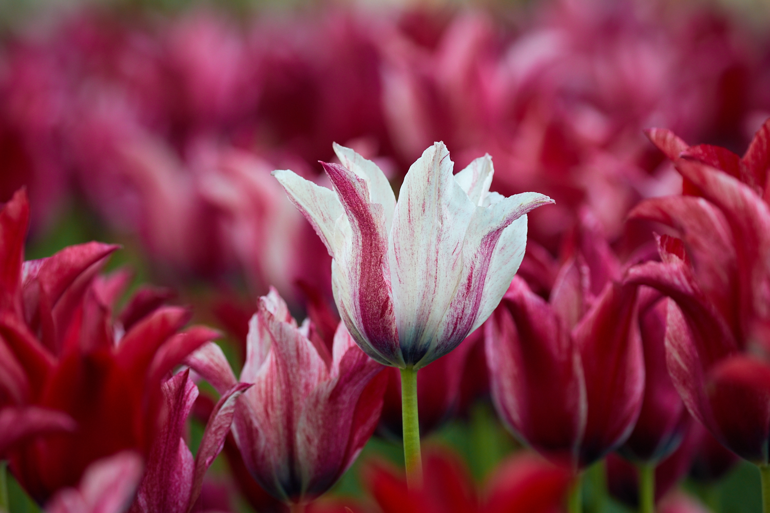 Standing Alone 2016-05-23