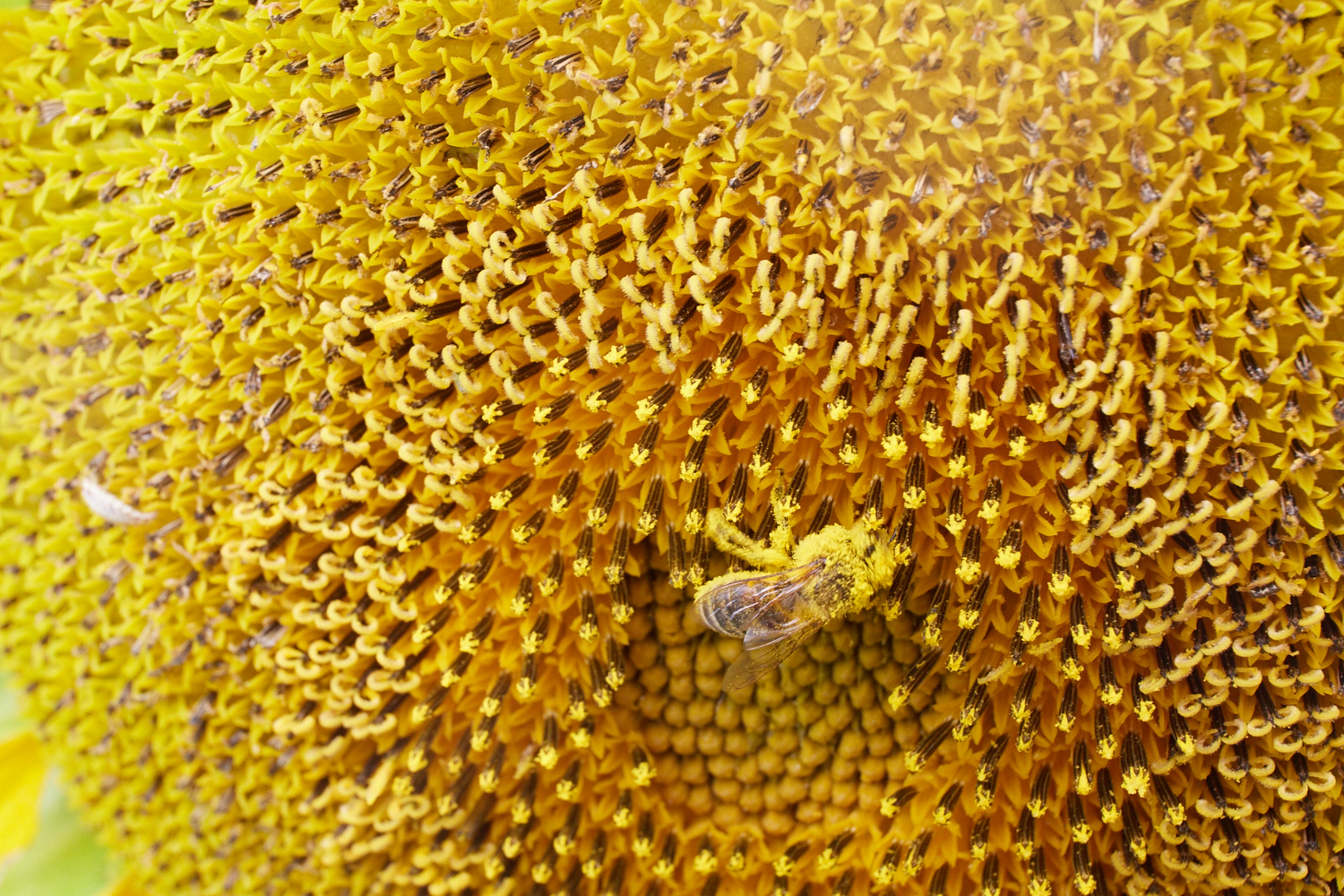 Exploring a Fibonacci Sequence 2016-08-07