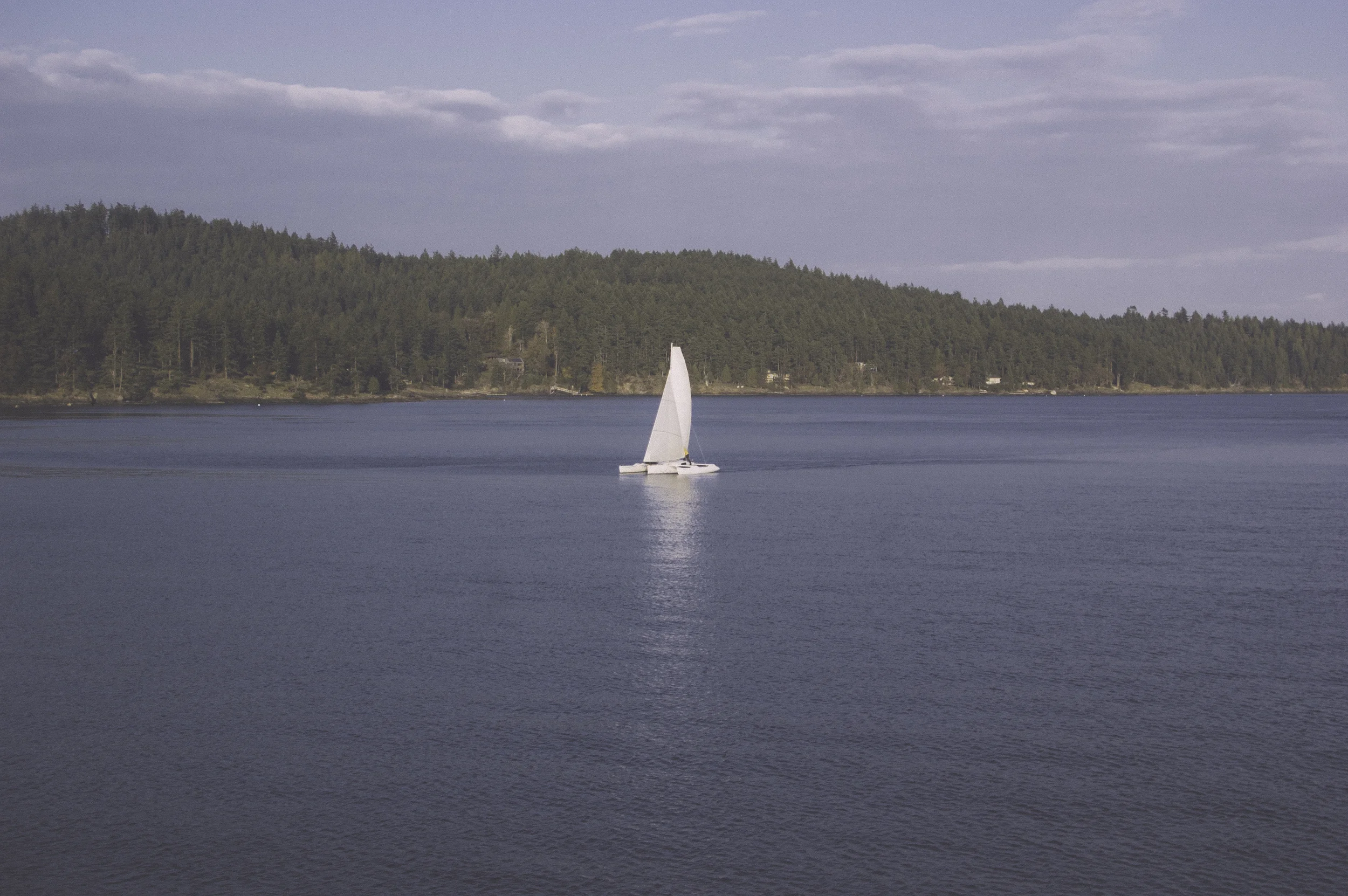 orcas-14.jpg