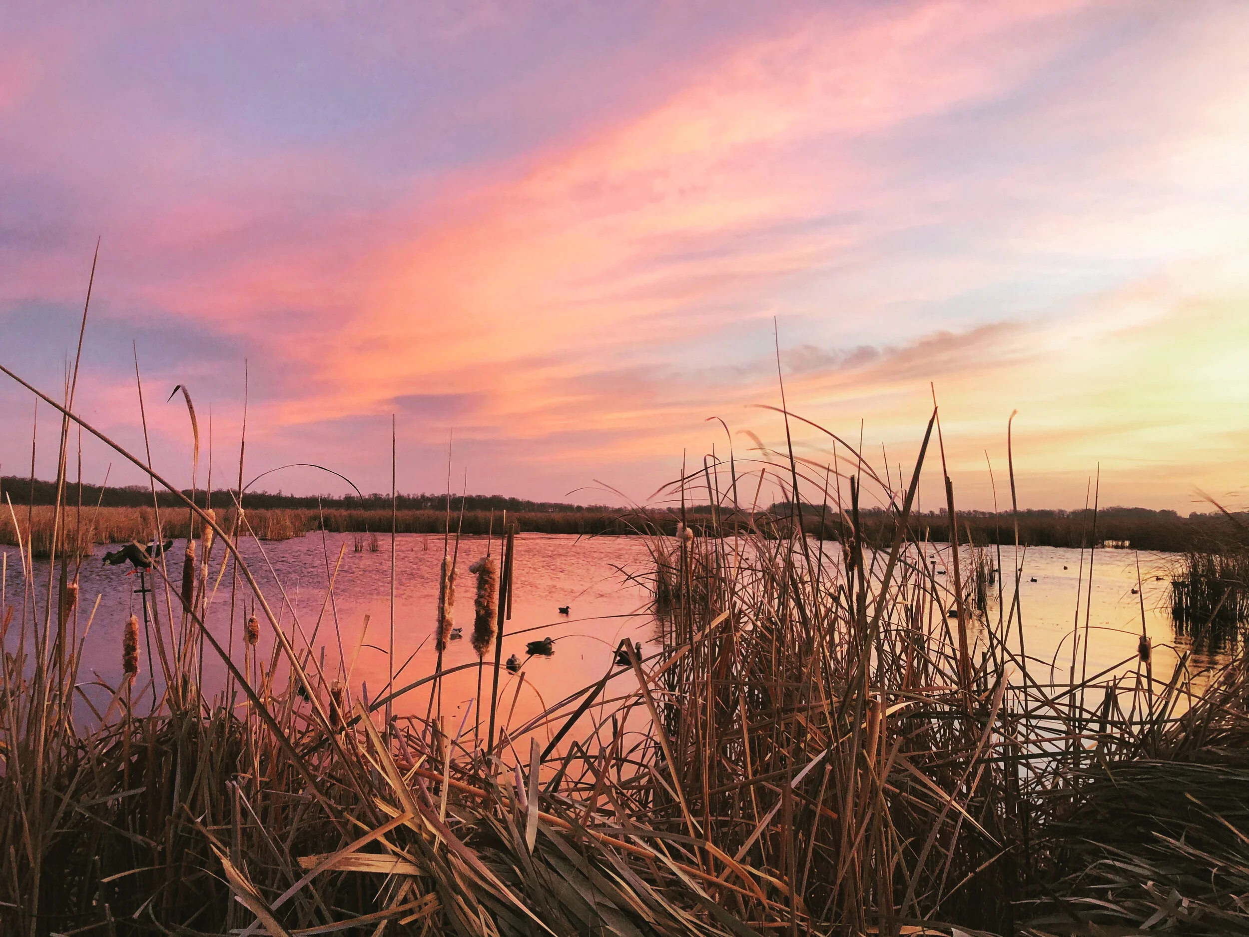 Swan Lake - Nicollet, MN, November '20