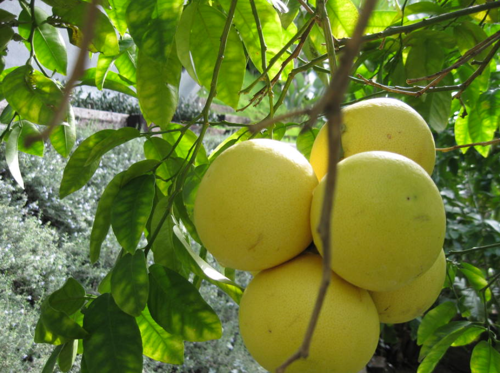 Screen Shot 2016-02-15 at 12.13.06 AM.png