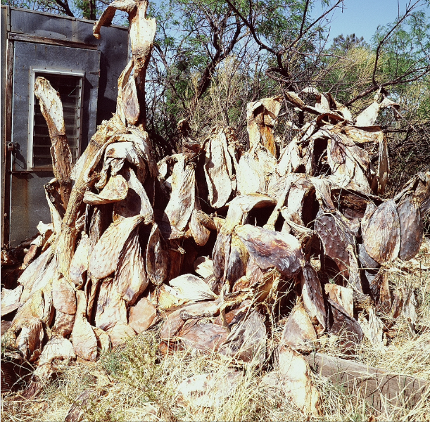 Childhood in the Southwest