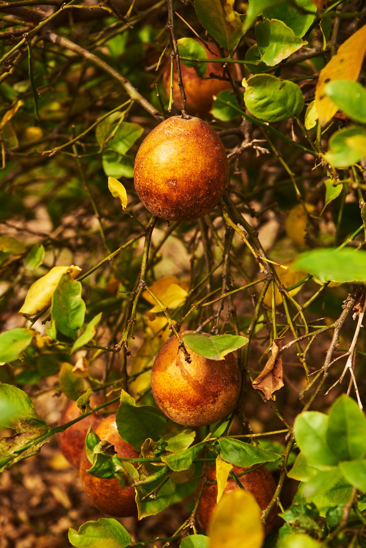 211120_ABartlett_GrowGood_0647.jpg