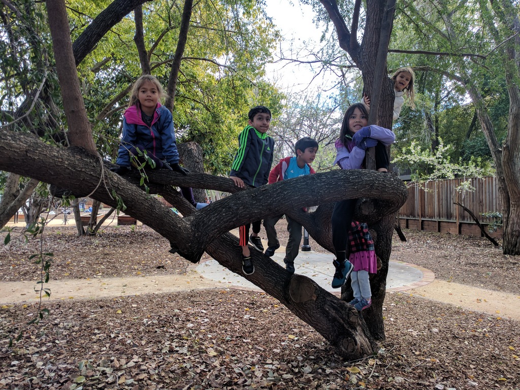 The kids had a great time tree climbing and exploring!