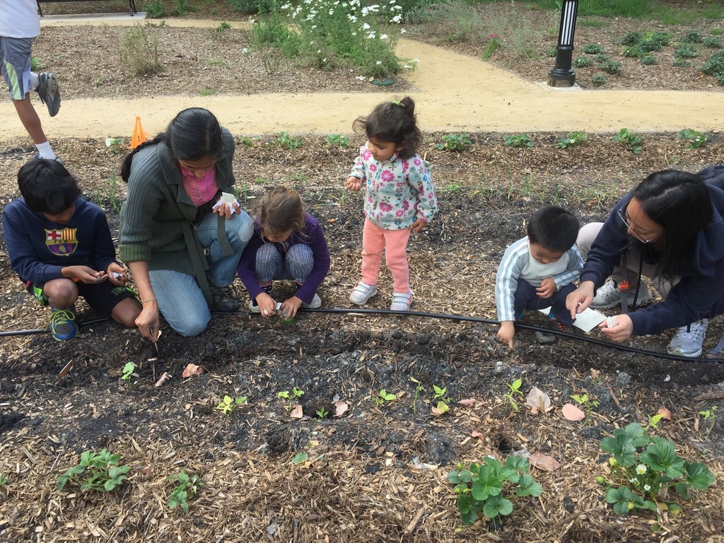 The kids planted gold rush beans, asian long beans, sunflowers and are experimenting with direct seeding some melons this early in the season. 