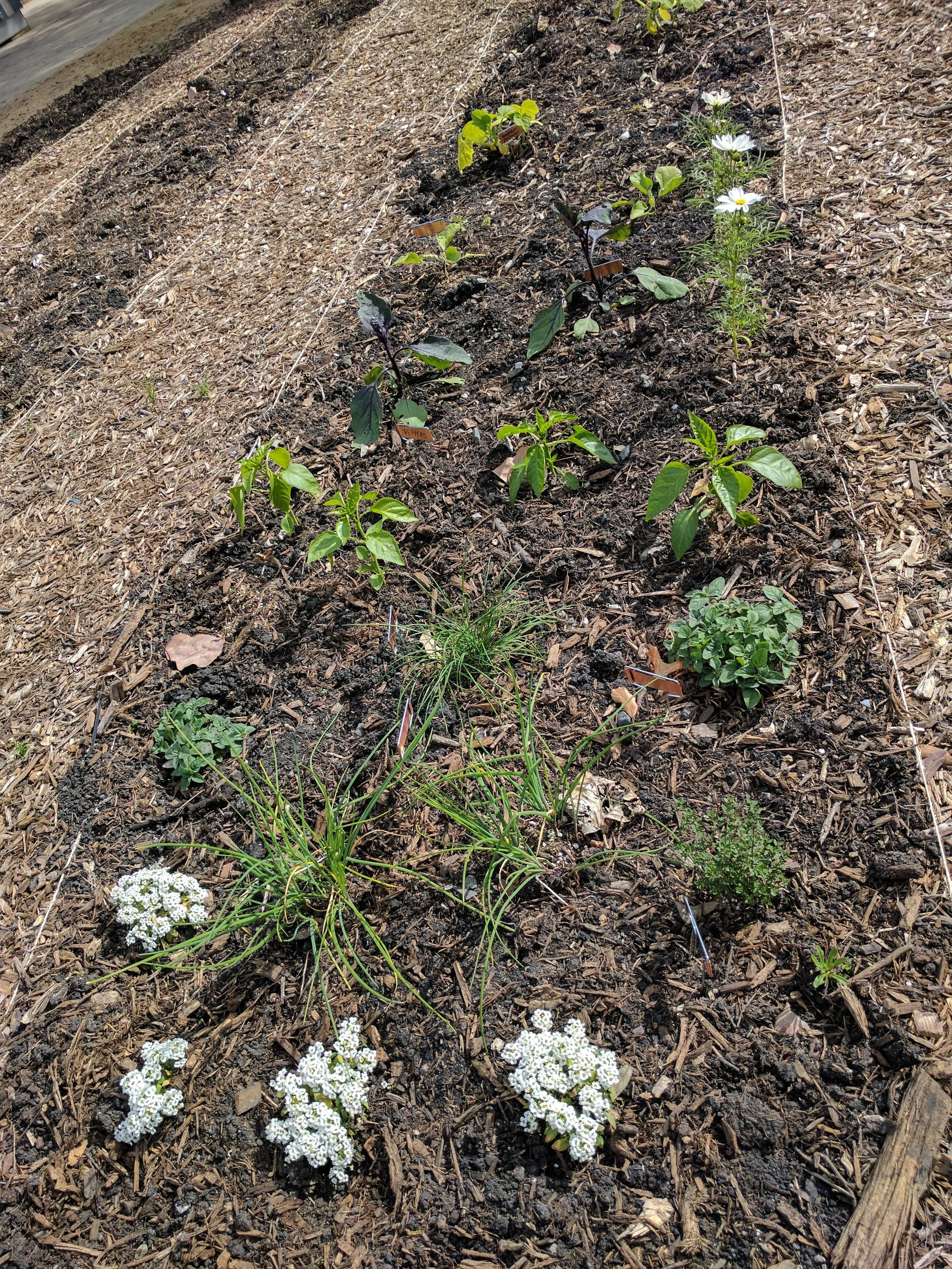small-scale garden planting of mixed edibles