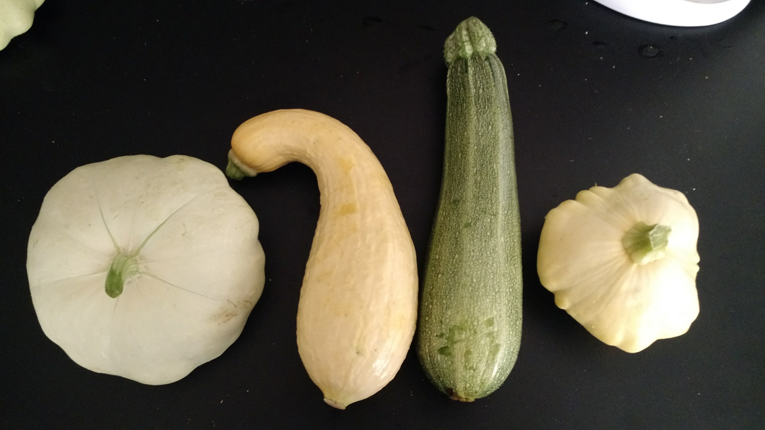 From Left to right: Green Patty Pan, Yellow Crookneck, Zucchini (marrow, courgette), Yellow Patty Pan
