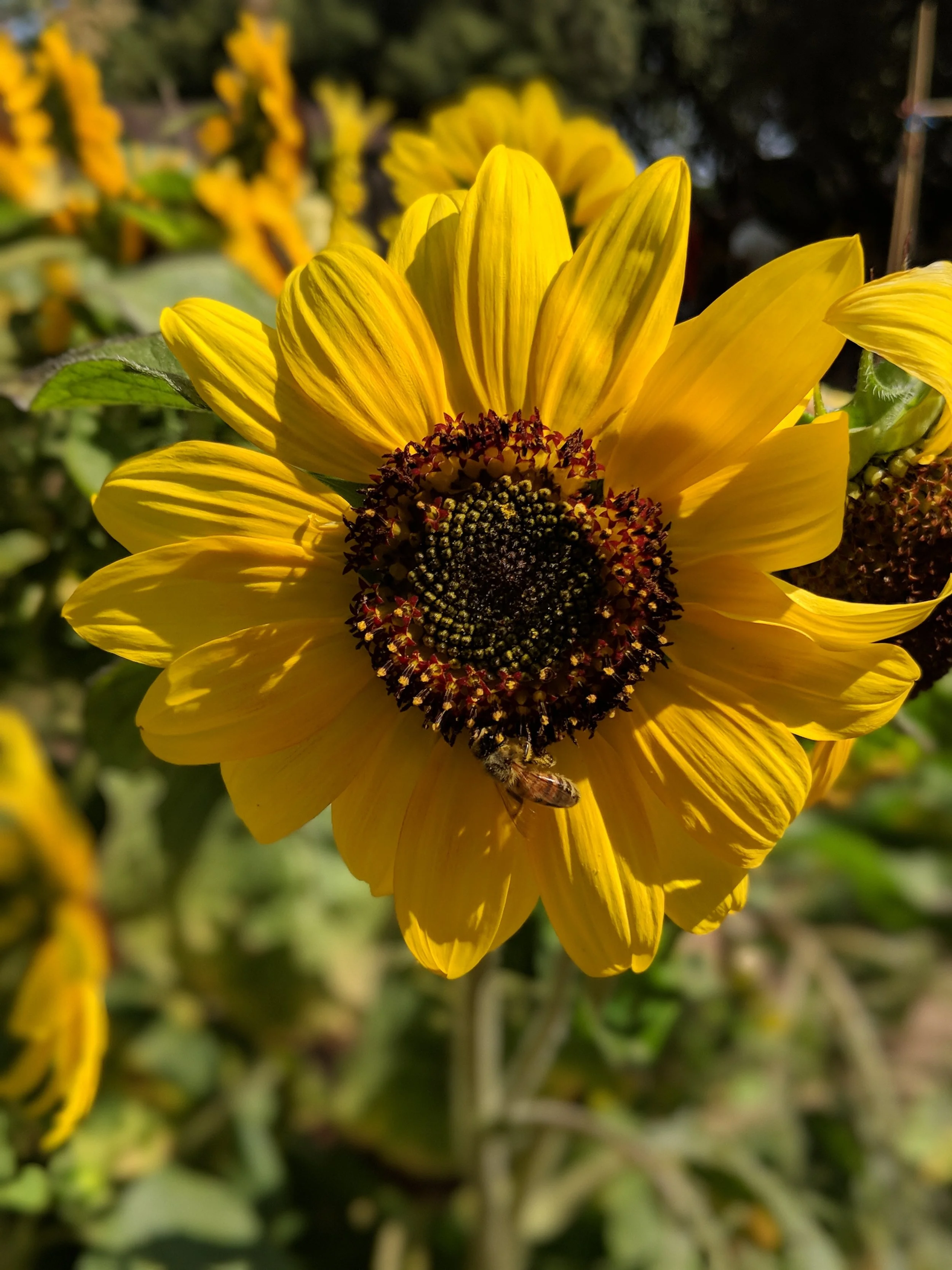 As part of the scavenger hunt, the kids observed sunflower pollen up close using magnifiers. That is pretty cool but you can also bet that we take every chance to show them how amazing bees are. 