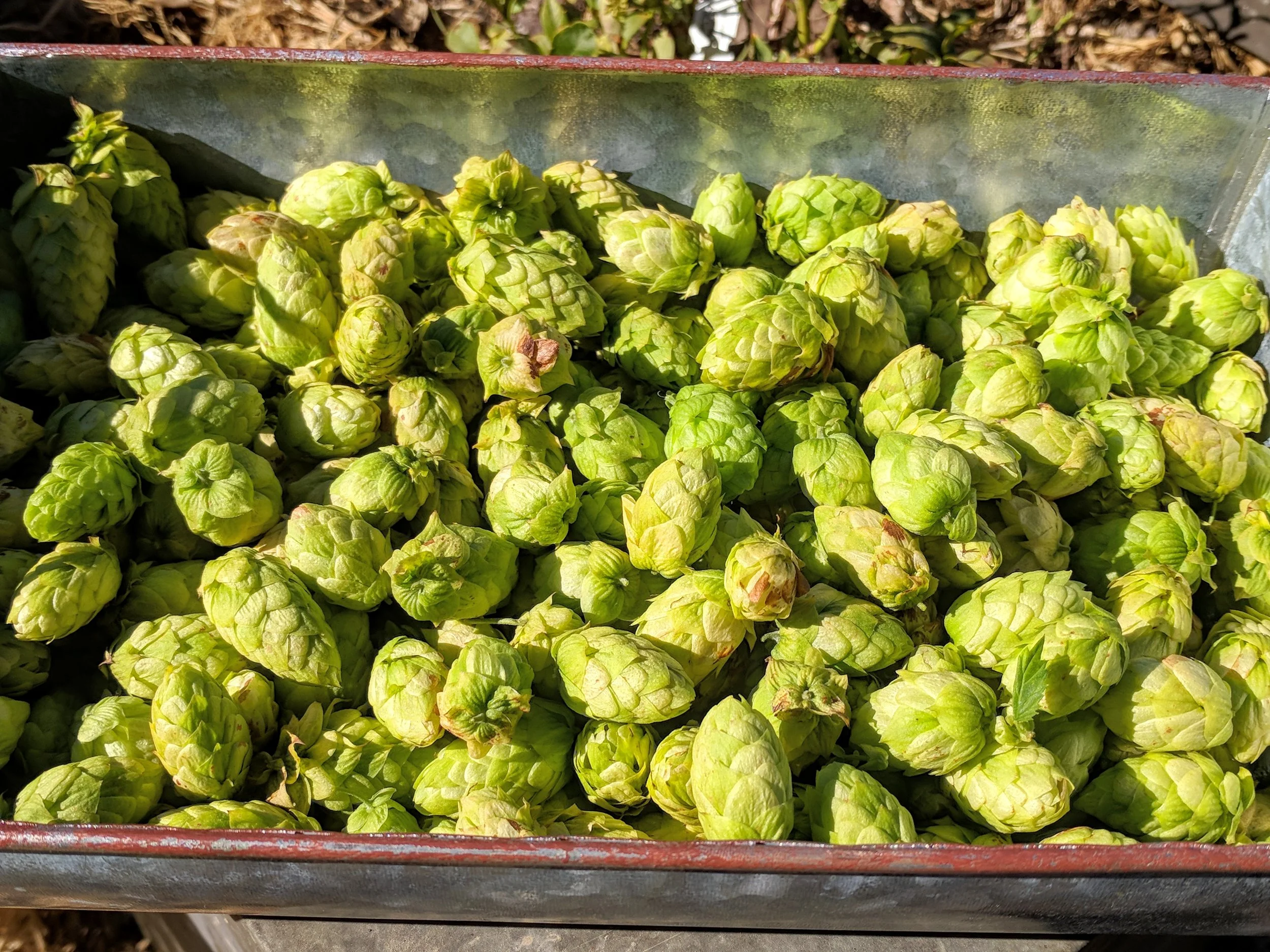 Cascade Hops: Harvested early October 2018
