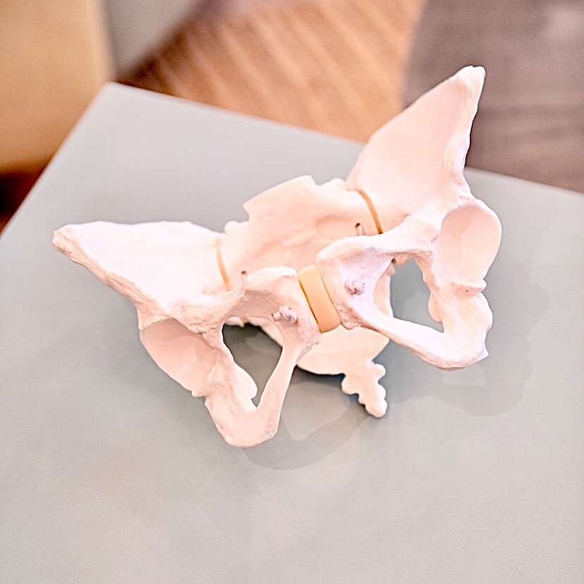 This is my Pelvis. Well... my &ldquo;teaching pelvis&rdquo; so I guess I have 2! Would you say Pelvi? Or Pelvises? LOL
Either way, she needs a name! Please drop your suggestions below!
🤔 #namethepelvis #thefitdoula #pelvis
