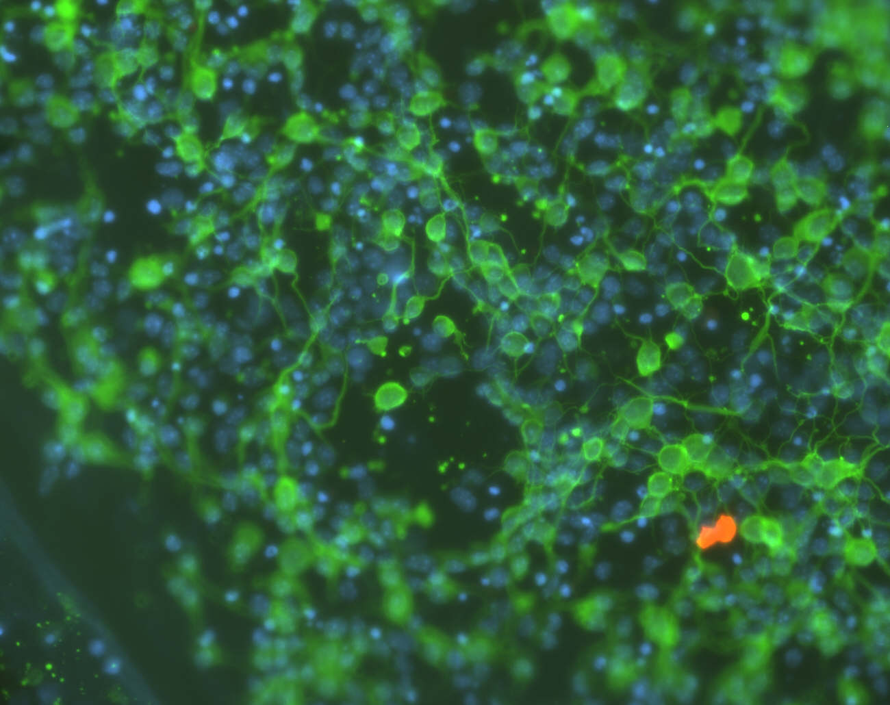 Fig1 (credit, Silva lab).jpg