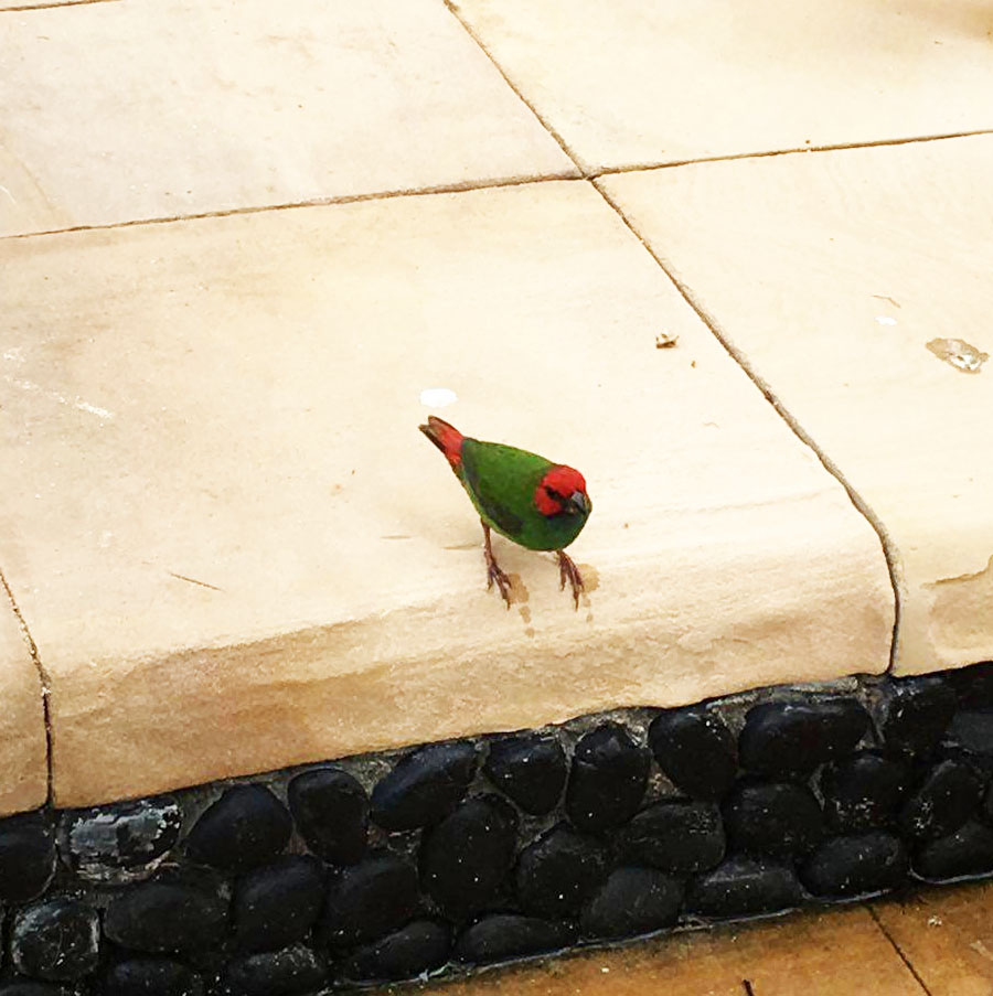 tropical wildlife tiny cute green bird in fiji denarau