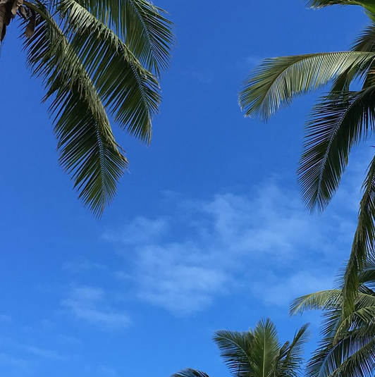 Fiji palm trees blue sky vacation diary travel blog