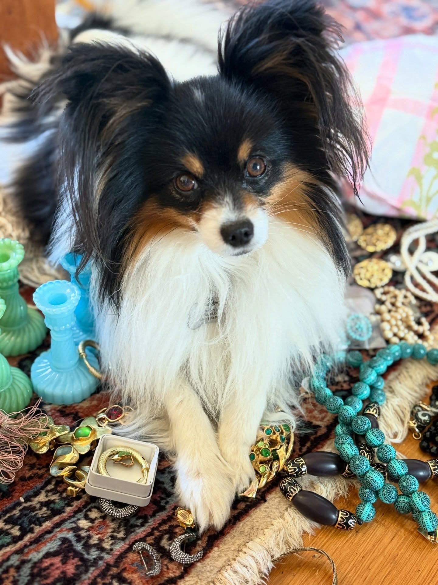 We&rsquo;re back in Britain and Teddy&rsquo;s looking after the new vintage French jewels&hellip;he WAS caught napping on the job, and wasn&rsquo;t very happy about it 😜👉🏼👉🏼👉🏼