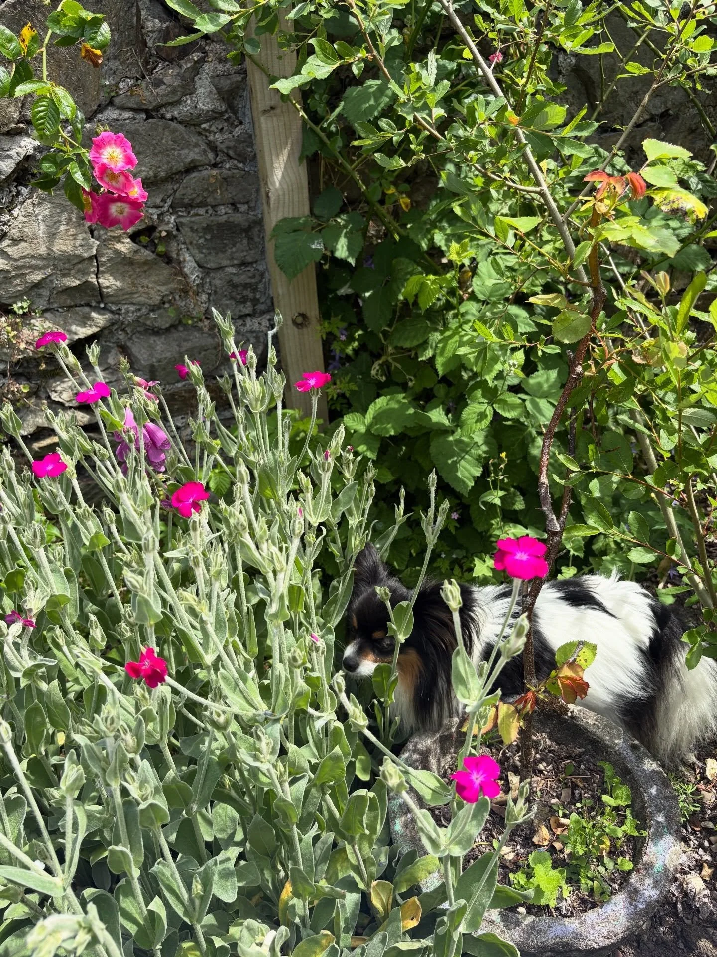 A weekend of beading, quilting, enjoying the garden before the rain 🥹 and a snifter or two 🥰