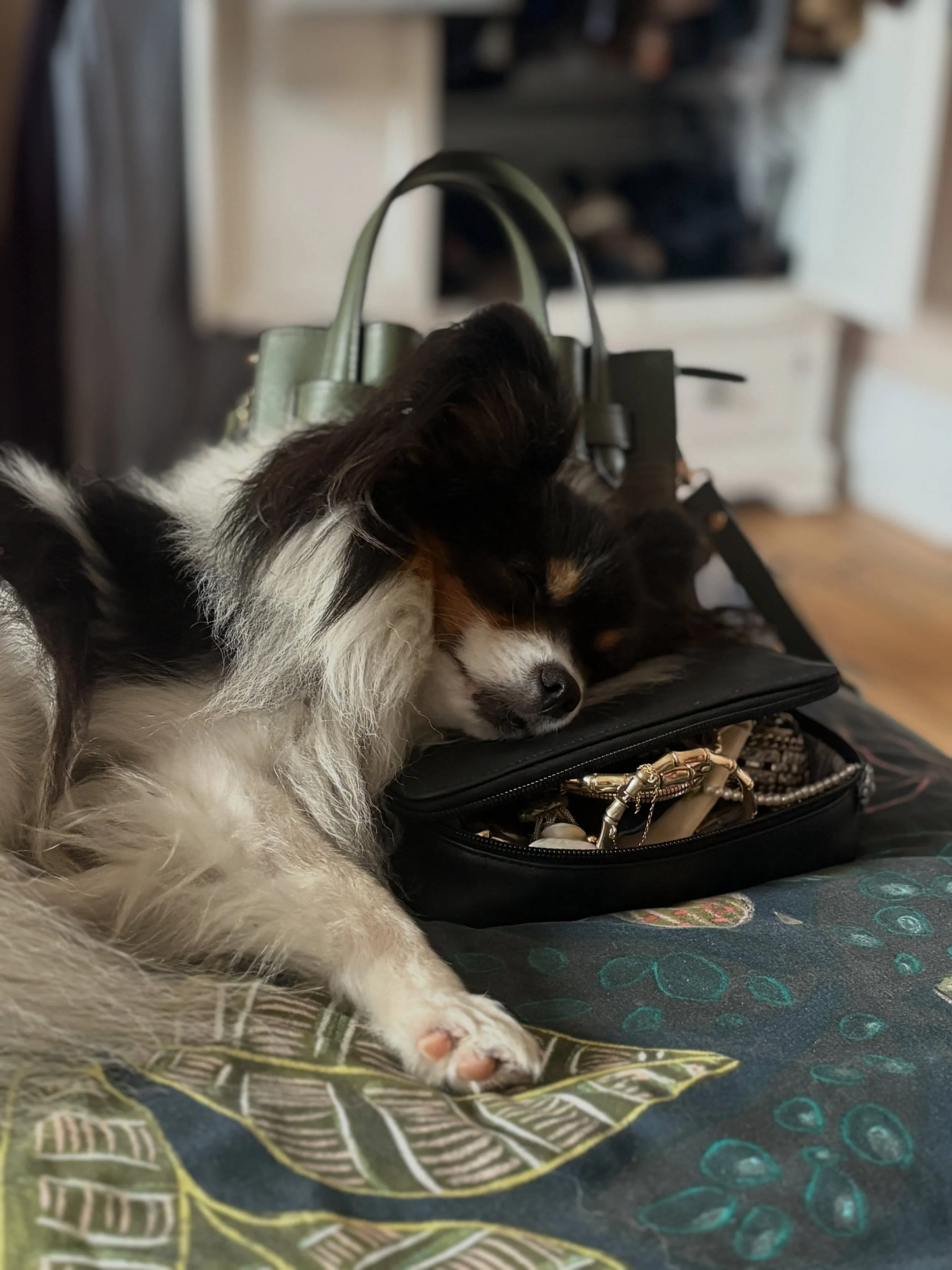 A Teddy jewellery nap&hellip;too cute not to be on the grid 🥹😄 #cute #papillondog #papillondogs #cutedog