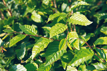 Carpinus betulus Heckenpflanze mit Ballen Höhe: 180/200cm, Breite: 50cm Länge nach Wahl