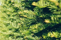 Taxus baccata Heckenpflanze mit Ballen Höhe: 180/200cm, Breite: 50cm Länge nach Wahl