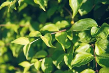 Cornus mas Heckenpflanze mit Ballen Höhe: 200cm, Breite: 50cm Länge nach Wahl