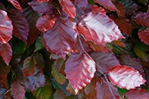 Fagus sylvatica Atropunicea Heckenpflanze mit Ballen Höhe: 150/180cm, Breite: 50cm Länge nach Wahl