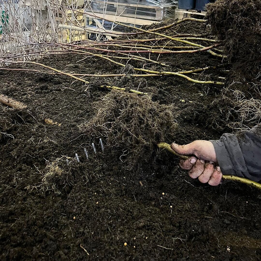 Unsere Alleejungb&auml;ume werden zum Aufschulen vorbereitet.
Die Ringwurzeln werden Aufgerissen, damit die Pflanzen eines optimalen Wurzelsystems erhalten.

#baumschule&nbsp;#ingold&nbsp;#hierw&auml;chstzukunft&nbsp;#garten&nbsp;#jungplfanzen&nbsp;#