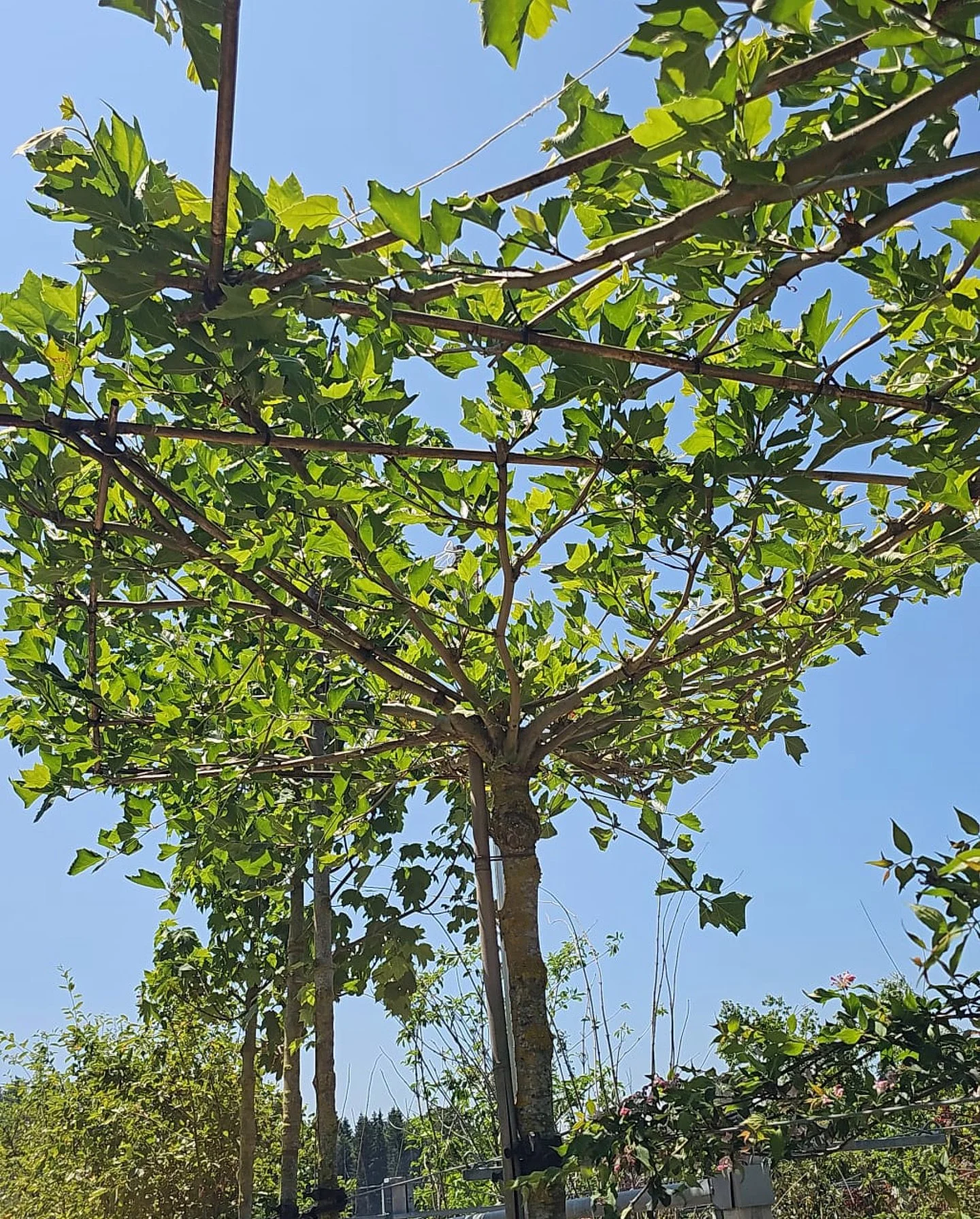 In die Zukunft wachsen! Mit unserem Sortiment an Klimab&auml;umen beliefern wir unter anderem die Stadt Z&uuml;rich. Klimab&auml;ume sind besonders robuste Baumarten, die mit den Auswirkungen des Klimawandels wie Hitze, Trockenheit und neuen Sch&auml