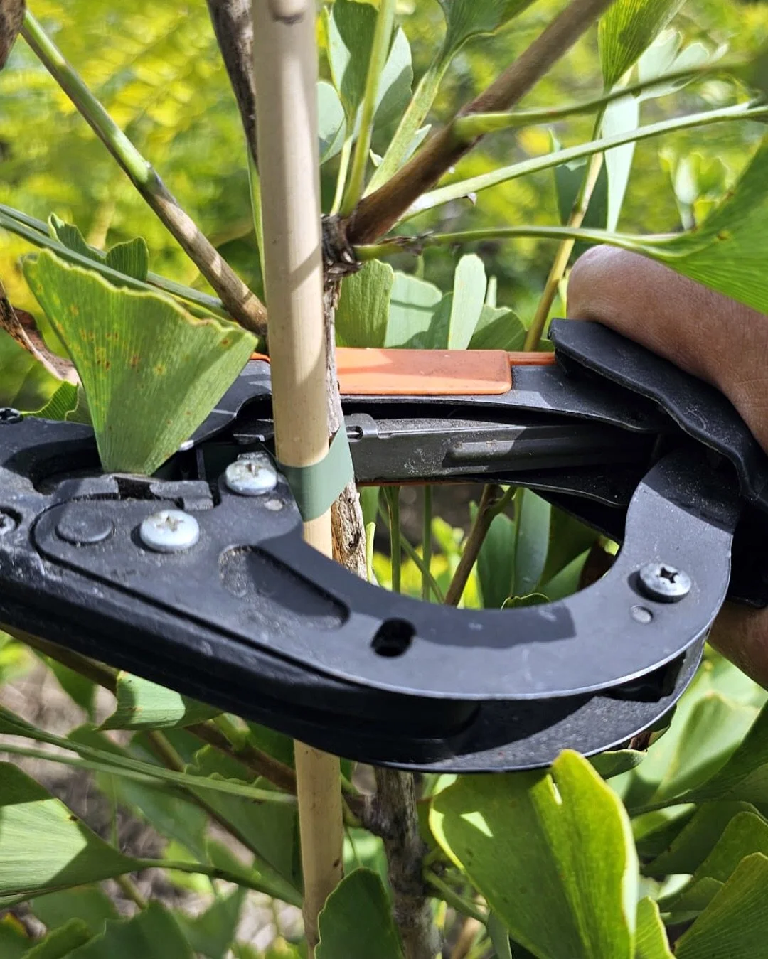 Das Heften von Laubgeh&ouml;lzen ist eine typische Sommerarbeit. Durch das Stabilisieren der Pflanze f&ouml;rdern wir einen aufrechten, gesunden Wuchs. Mit einem geraden Mitteltrieb bekommen die Bl&auml;tter und Fr&uuml;chte mehr Licht und Luft. Die 