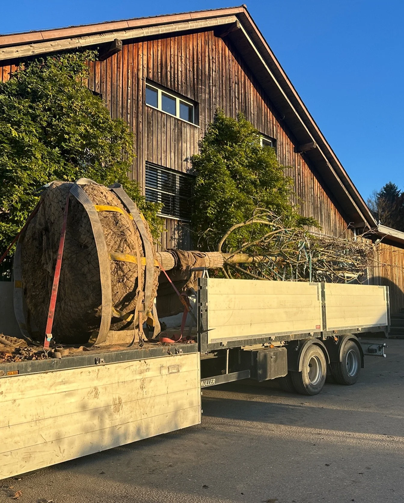 In jedem Baum steckt unsere &laquo;Baumkultur&raquo;.

Es ist ein besonderer Moment, wenn ein stattlicher Baum unsere Baumschule verl&auml;sst, um anderswo Wurzeln zu schlagen und weiterzuwachsen.

#baumschule #garten #garden #gardening #gardendesign
