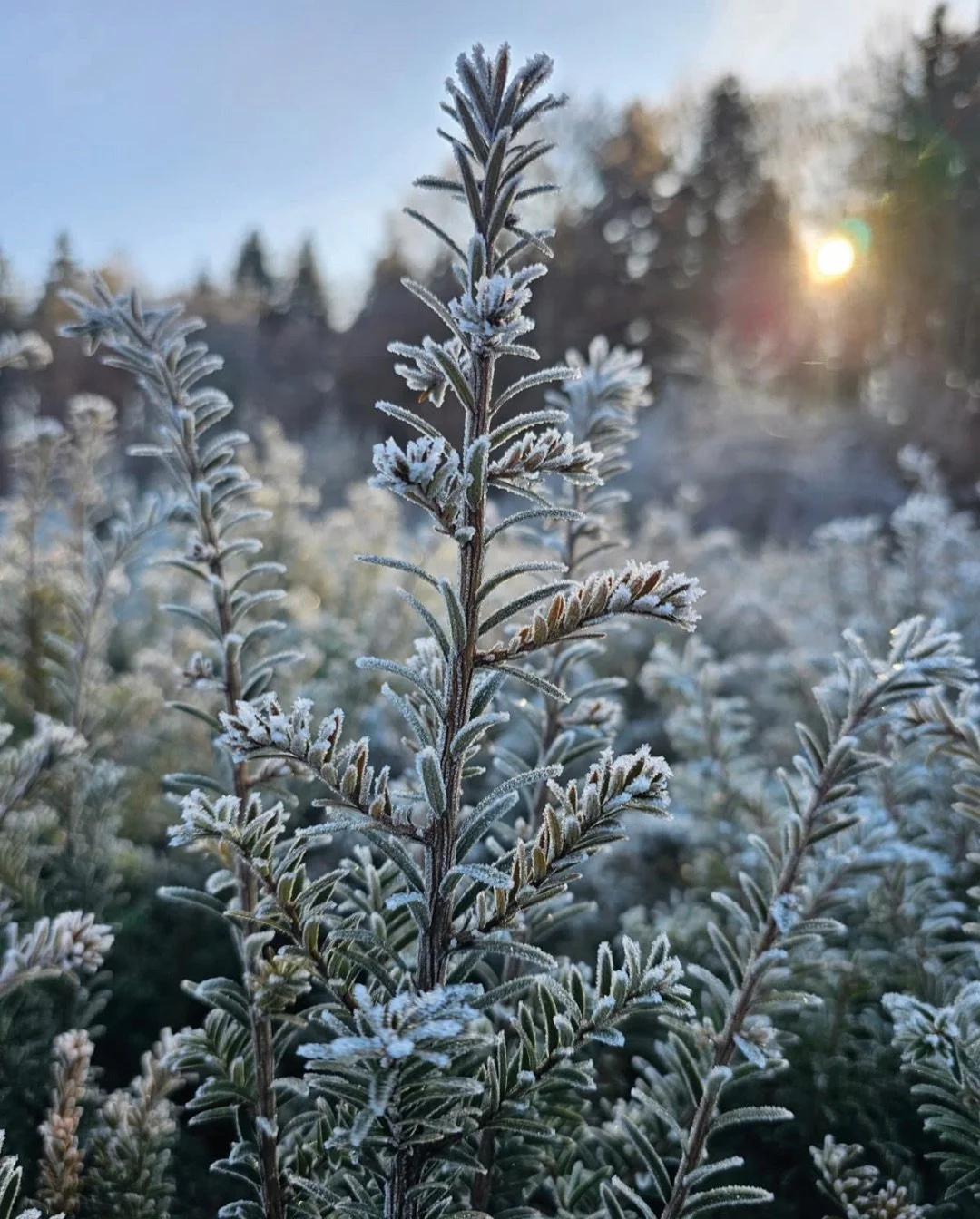 WINTERRUHE in unserer Baumschule

Wir geniessen die kalten Wintertage und g&ouml;nnen uns eine Pause. Aus diesem Grund bleibt unser Gesch&auml;ft vom 19. Dezember 2025 bis 11. Januar 2026 geschlossen. Danke f&uuml;r Ihr Verst&auml;ndnis! Ab Montag, 1