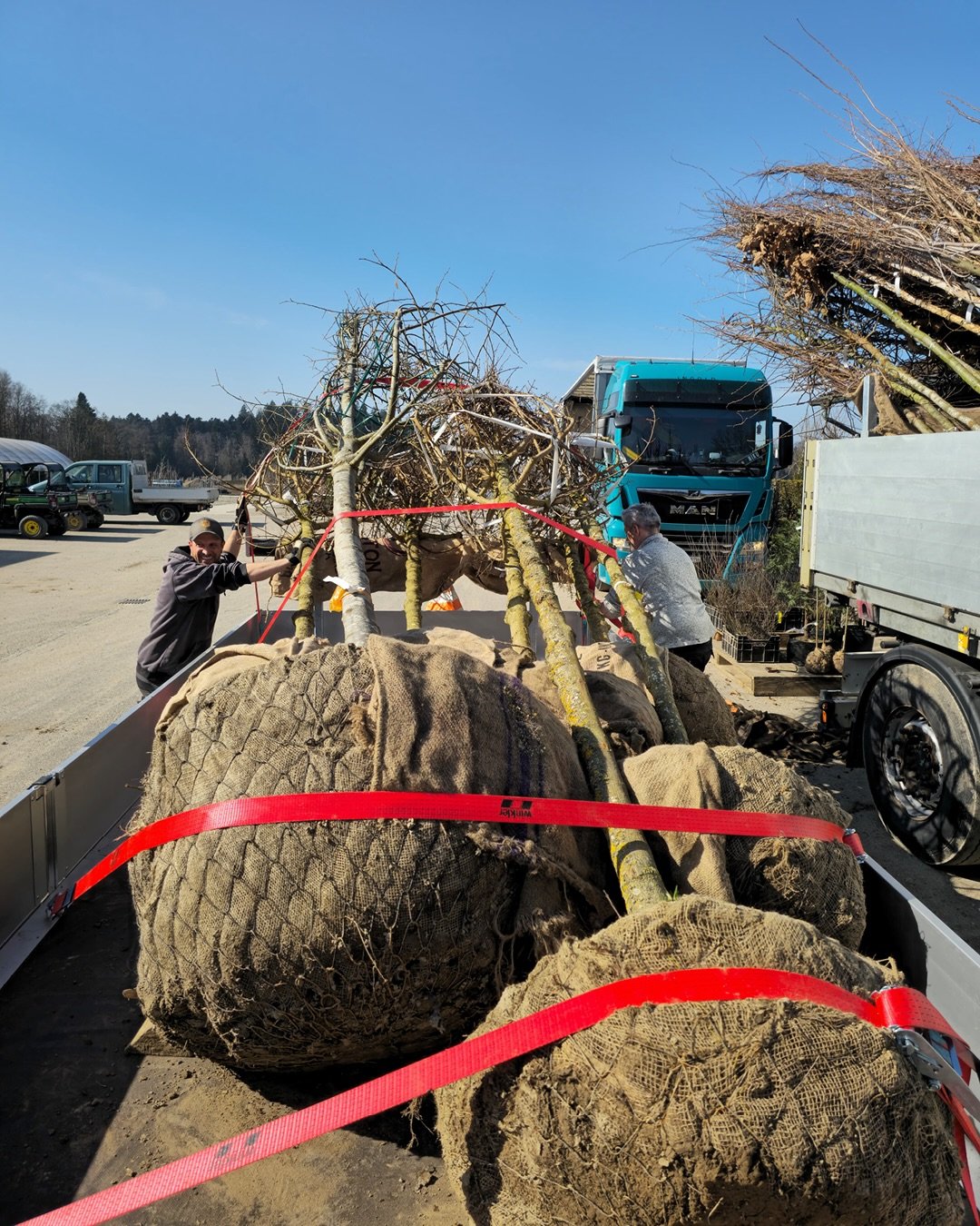 Unser Fr&uuml;hlingsversand l&auml;uft auf Hochtouren und wir haben alle H&auml;nde voll zu tun. Die Pflanzen, die wir &uuml;ber Jahre hinweg aufgezogen und gepflegt haben, machen sich auf den Weg an ihren endg&uuml;ltigen Standort. F&uuml;r uns ein 