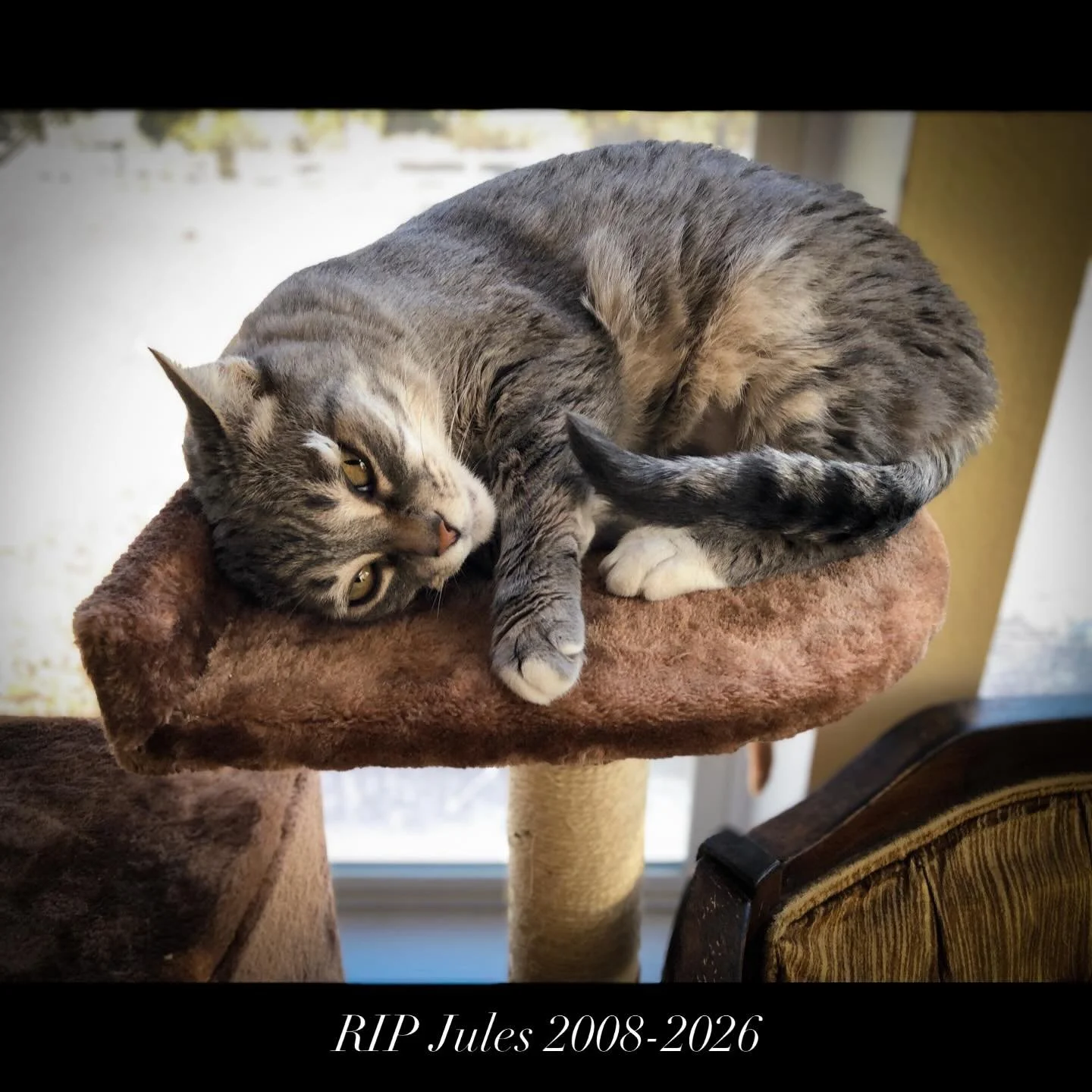 @nentopia and I recently said goodbye to the last member of our cat family, our 18 year old Jules (aka Troubz &amp; kiTTen). Jules came tumbling and scratching into @nentopia &rsquo;s life, a picked on runt with a laceration above her right eye from 