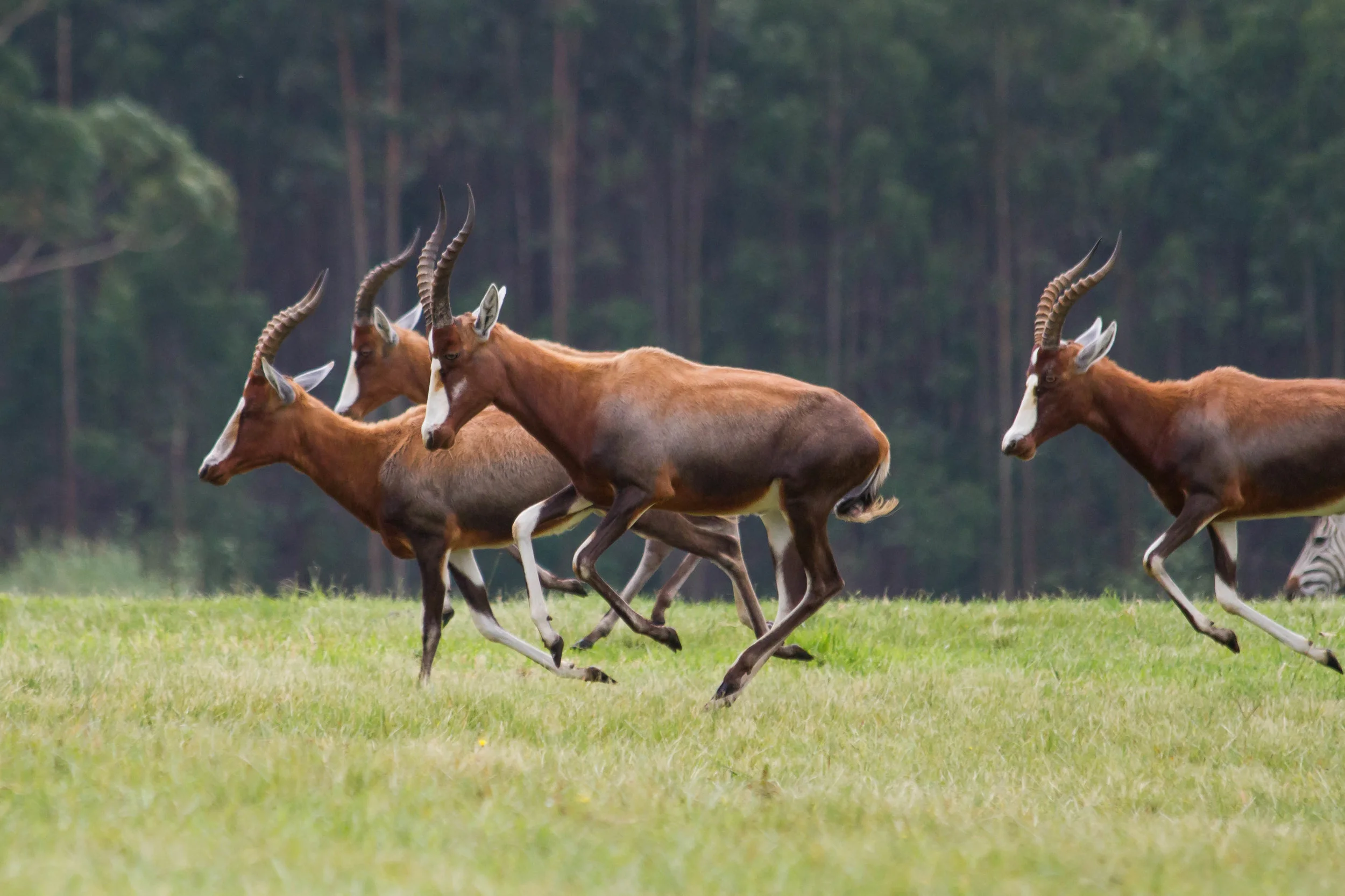 Antelope on the Estate