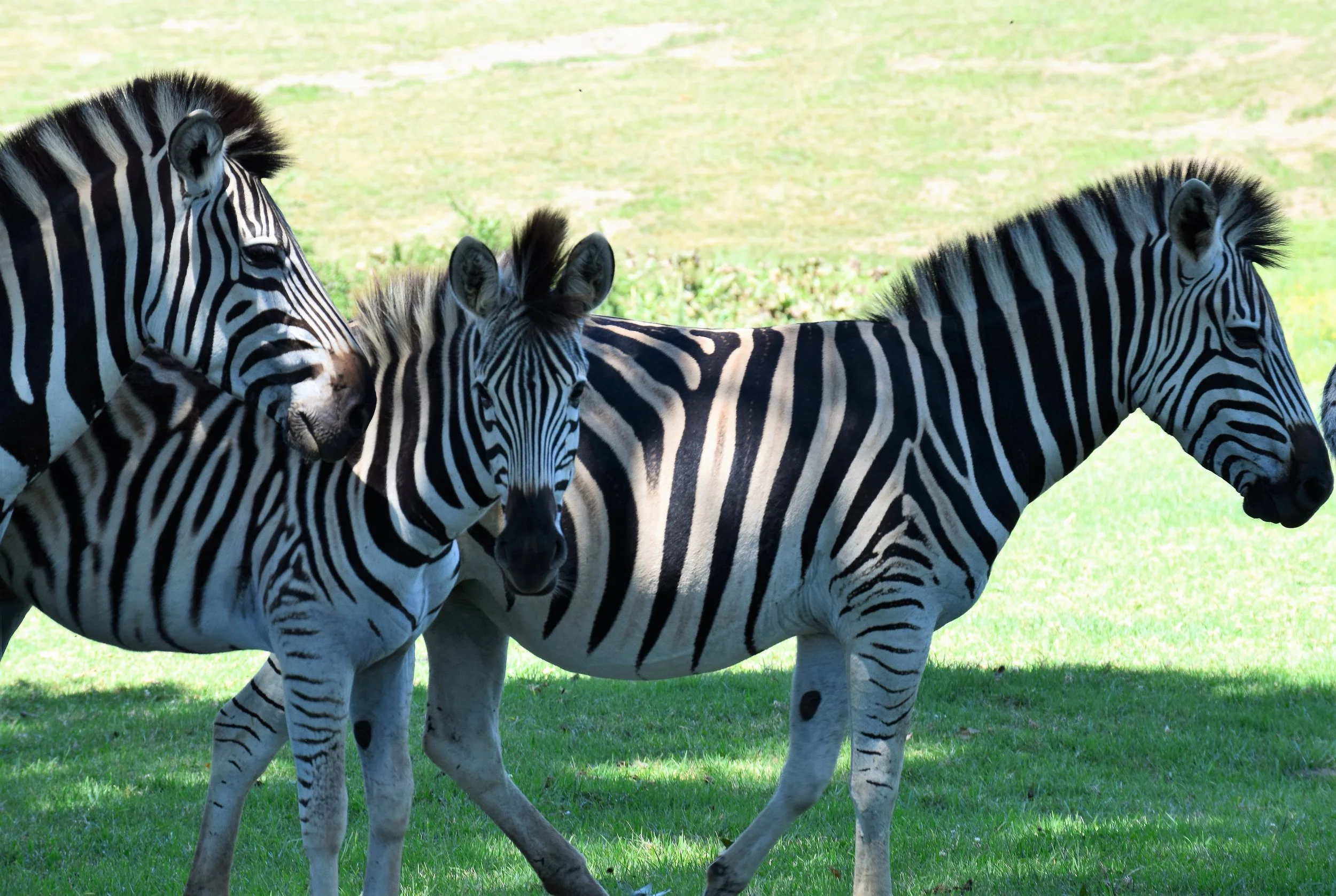 Zebra on the Estate