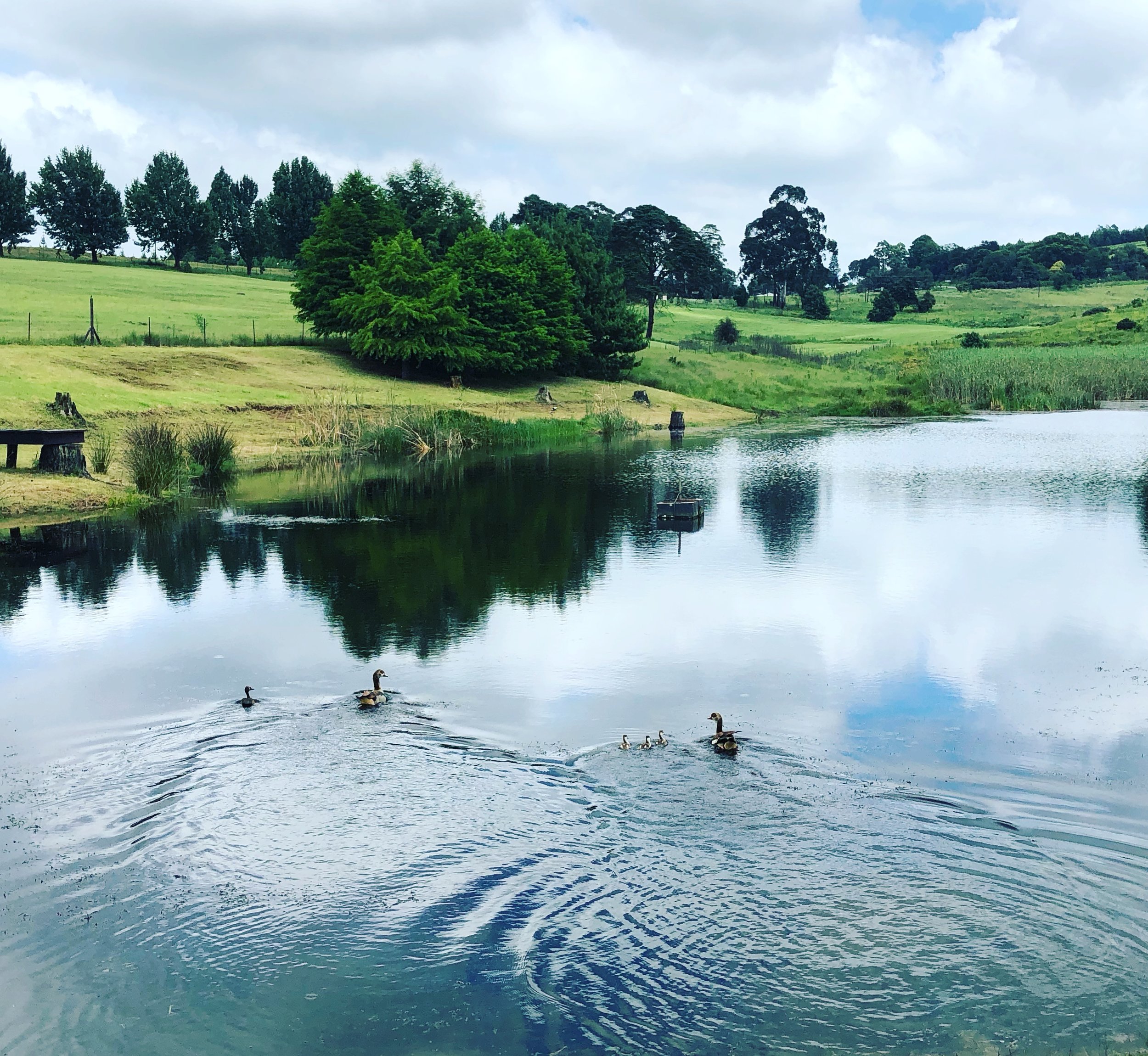 St Ives dams