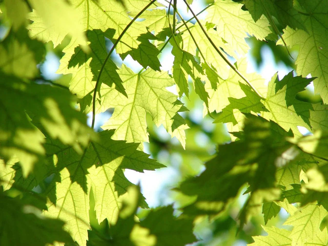 leaves-291024_1280.jpg