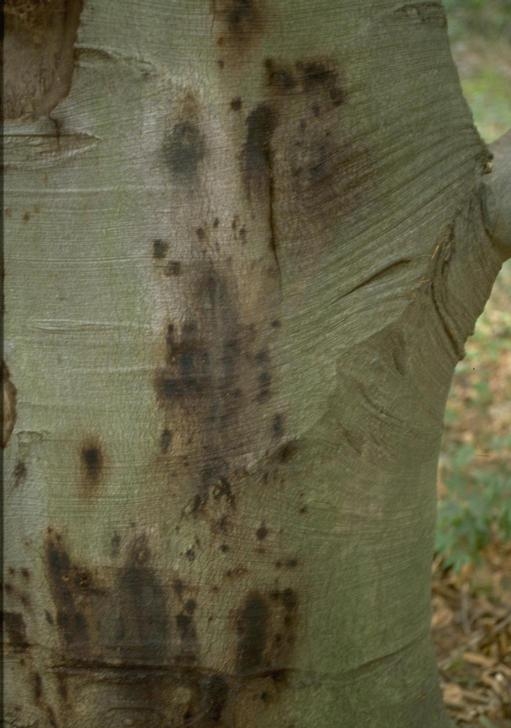Bleeding Canker on an Infected Beech