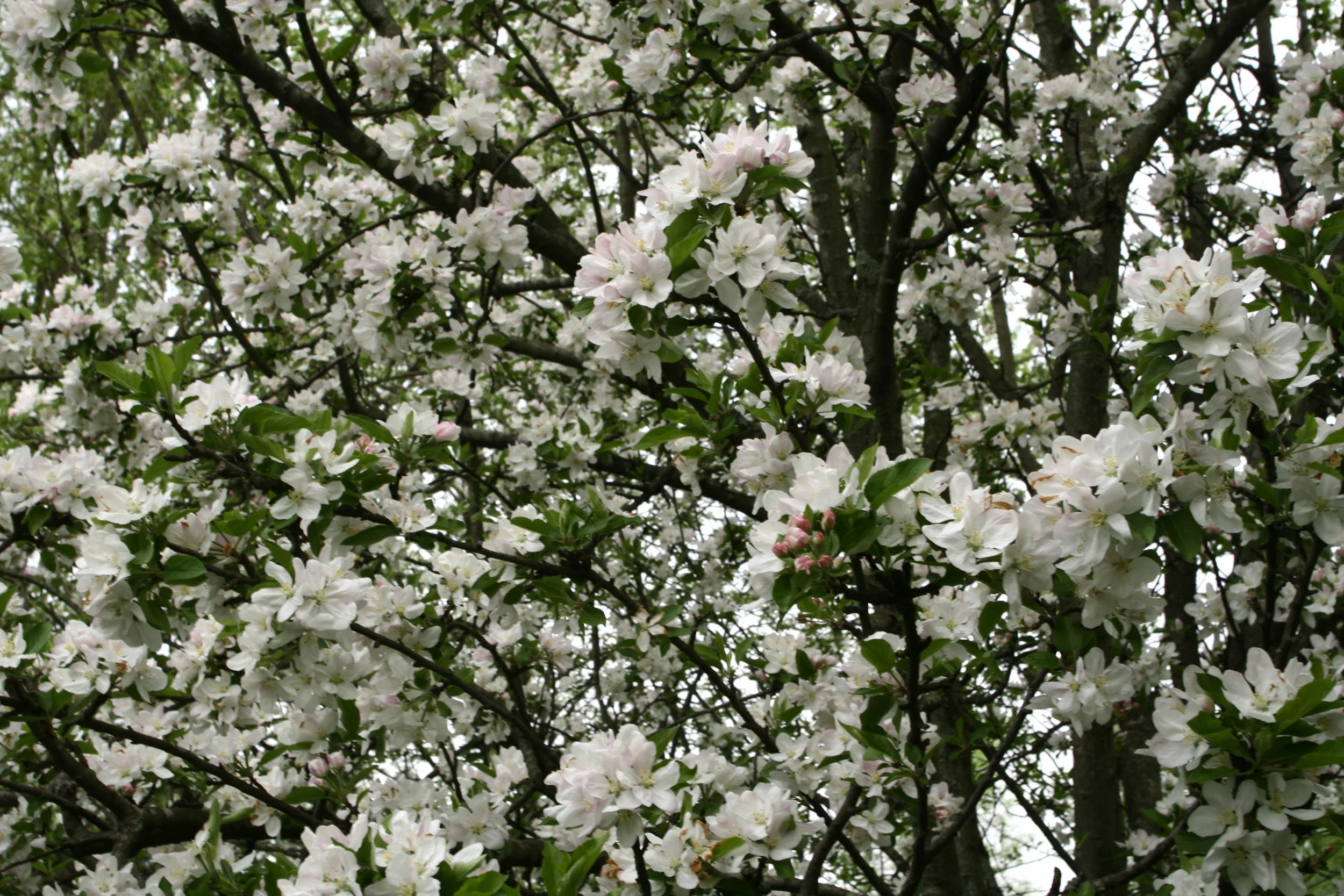 Apple-tree-spring-blooms_-_West_Virginia_-_ForestWander.jpg